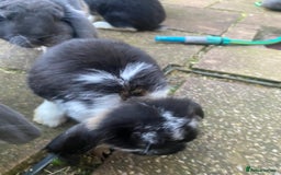 French Lop rabbits for sale: Brc rung Giant French lop rabbits for sale  - Image 29