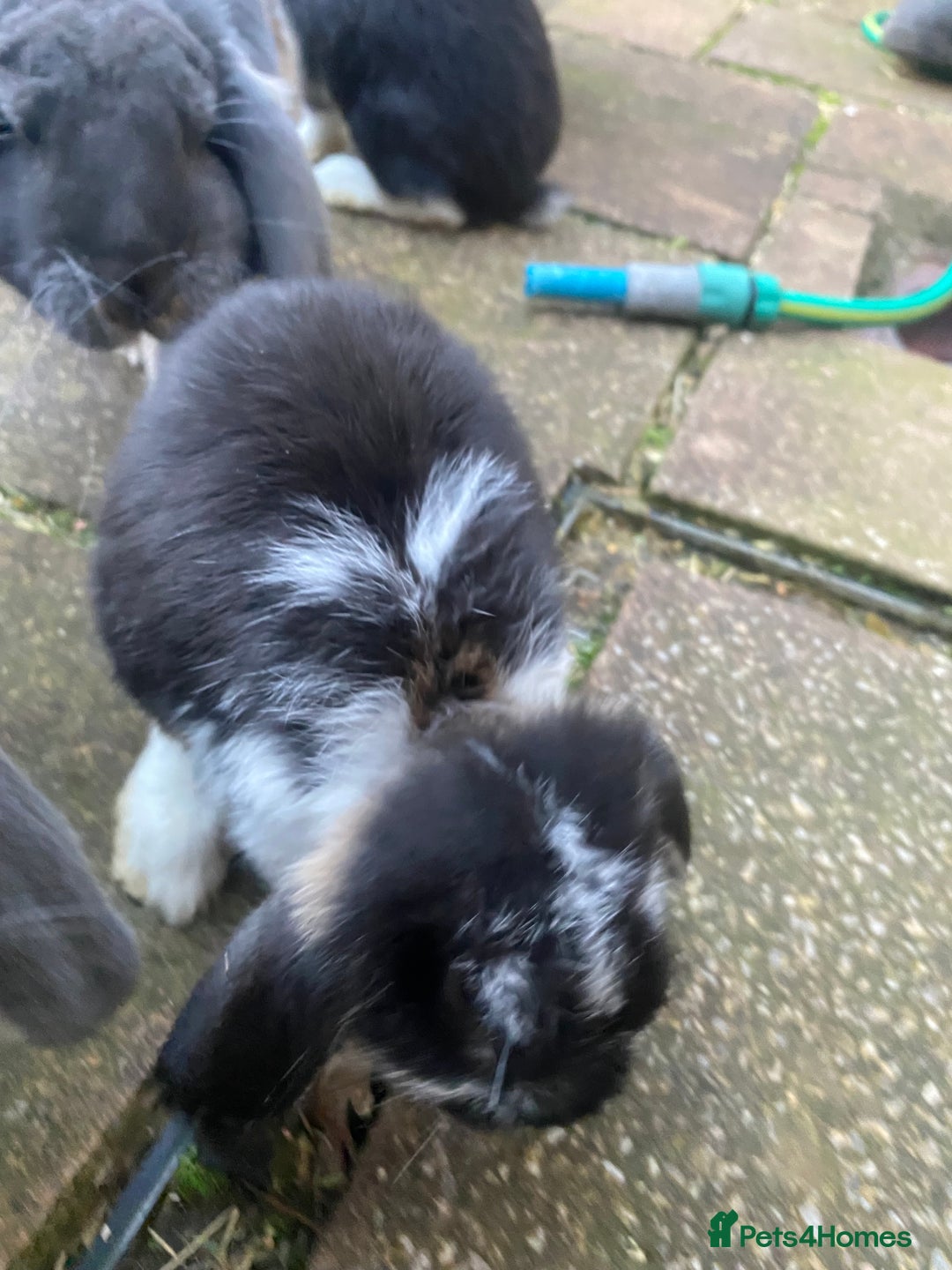 French Lop rabbits for sale: Brc rung Giant French lop rabbits for sale  - Image 29