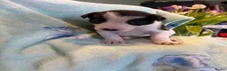 Border Collie dogs for sale: Boarder Collie puppies looking for active homes in Worcester - Advert 10