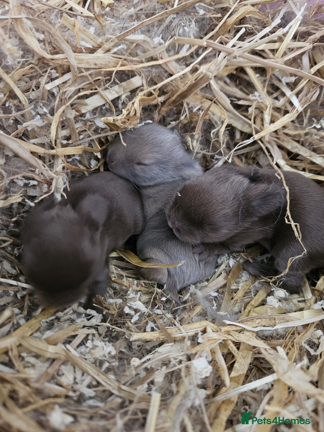 Mini Lion Lop rabbits for sale: Fluffy lion-lop bunnies BOYS READY NOW - Image 6