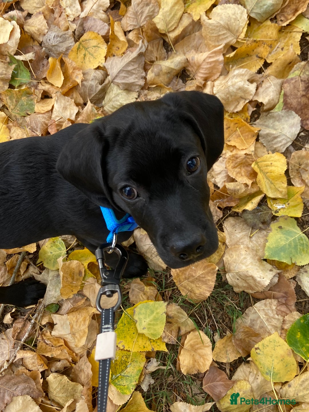Mixed Breed dogs for sale: Rehoming a 7 Month old labradoodle ❤️ - Advert 1
