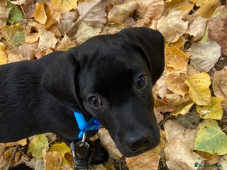 Mixed Breed dogs Rehoming a 7 Month old labradoodle ❤️ - Advert 6