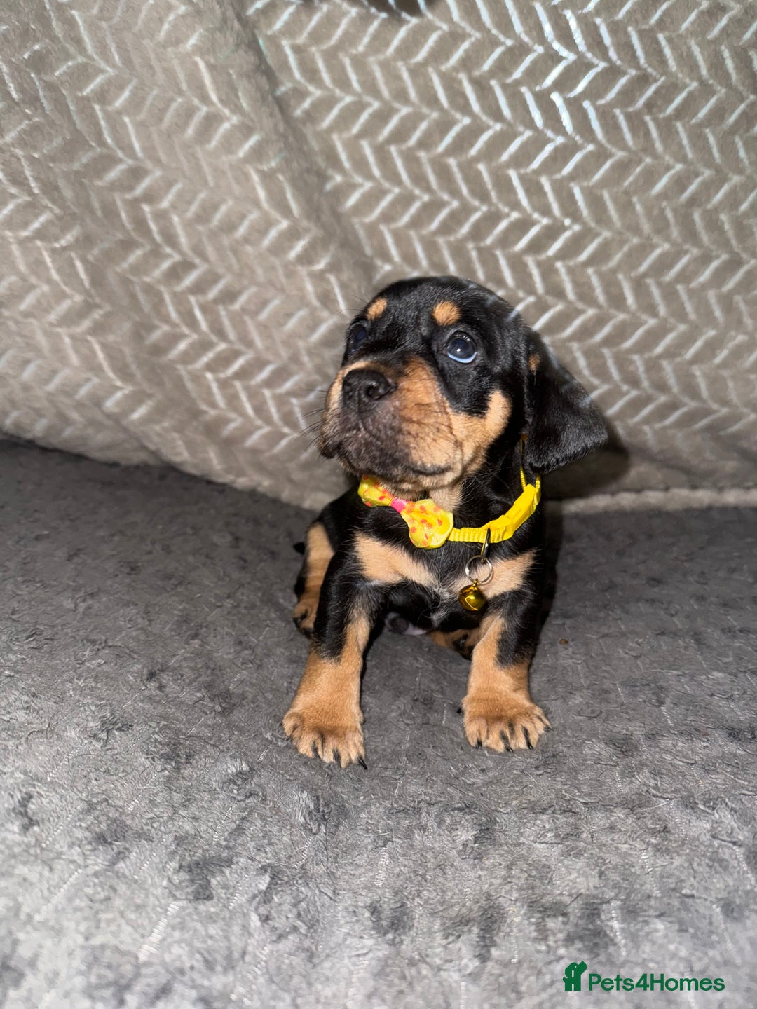 Mixed Breed dogs for sale: 🐾 Beautiful French Bull Weiners 🐾  - Advert 23