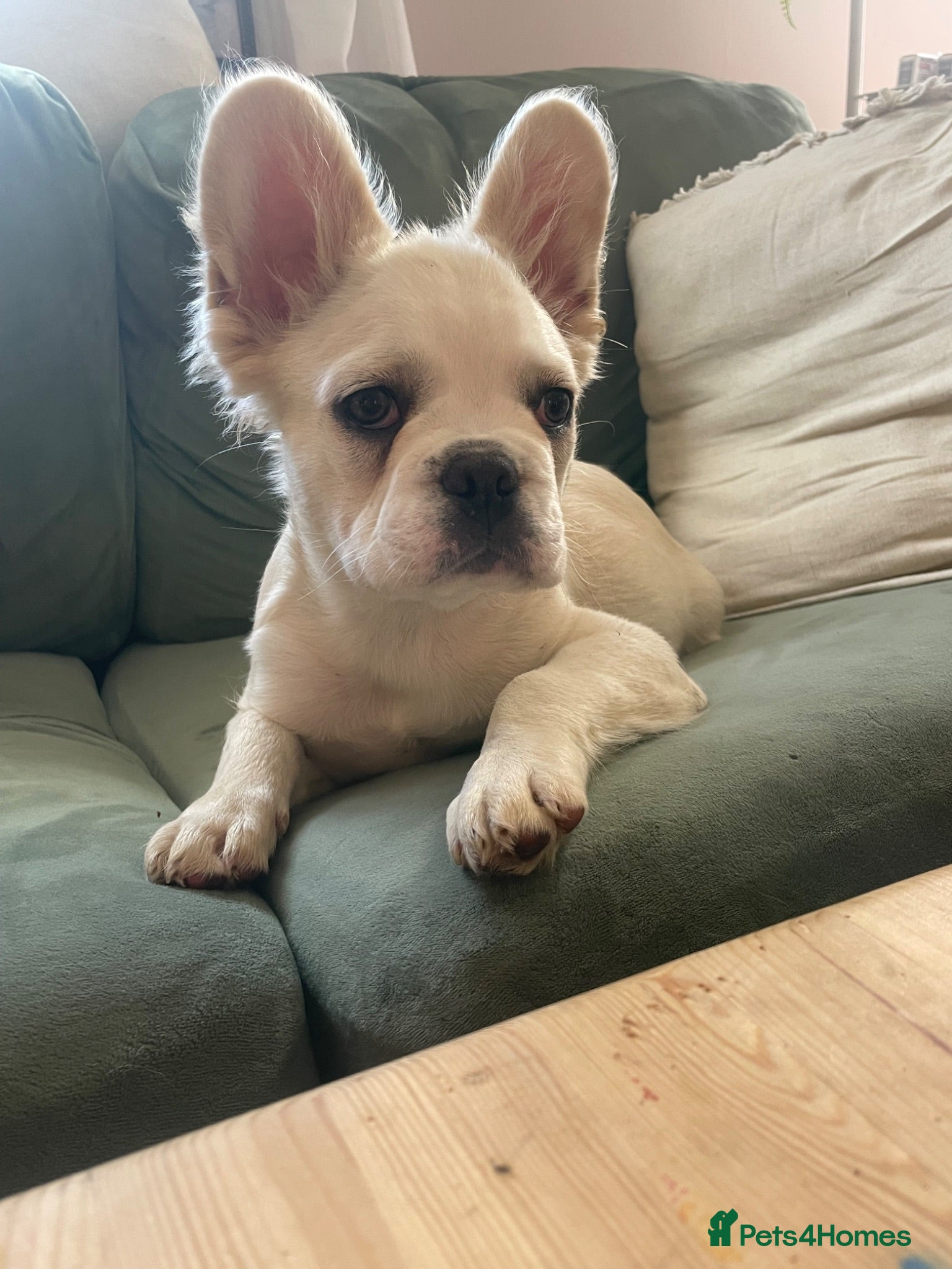 French Bulldog dogs Fluffy French bulldogs - Advert 3
