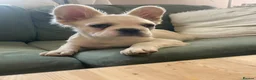 French Bulldog dogs for sale: Fluffy French bulldogs - Advert 1