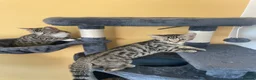 Bengal cats for sale: Bengal X READY NOW  - Advert 4