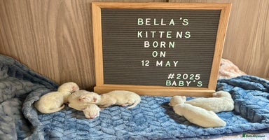 Ragdoll cats - Advert 5