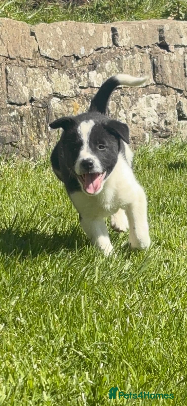 Border Collie dogs Active Border Collie pups for sale - Advert 2