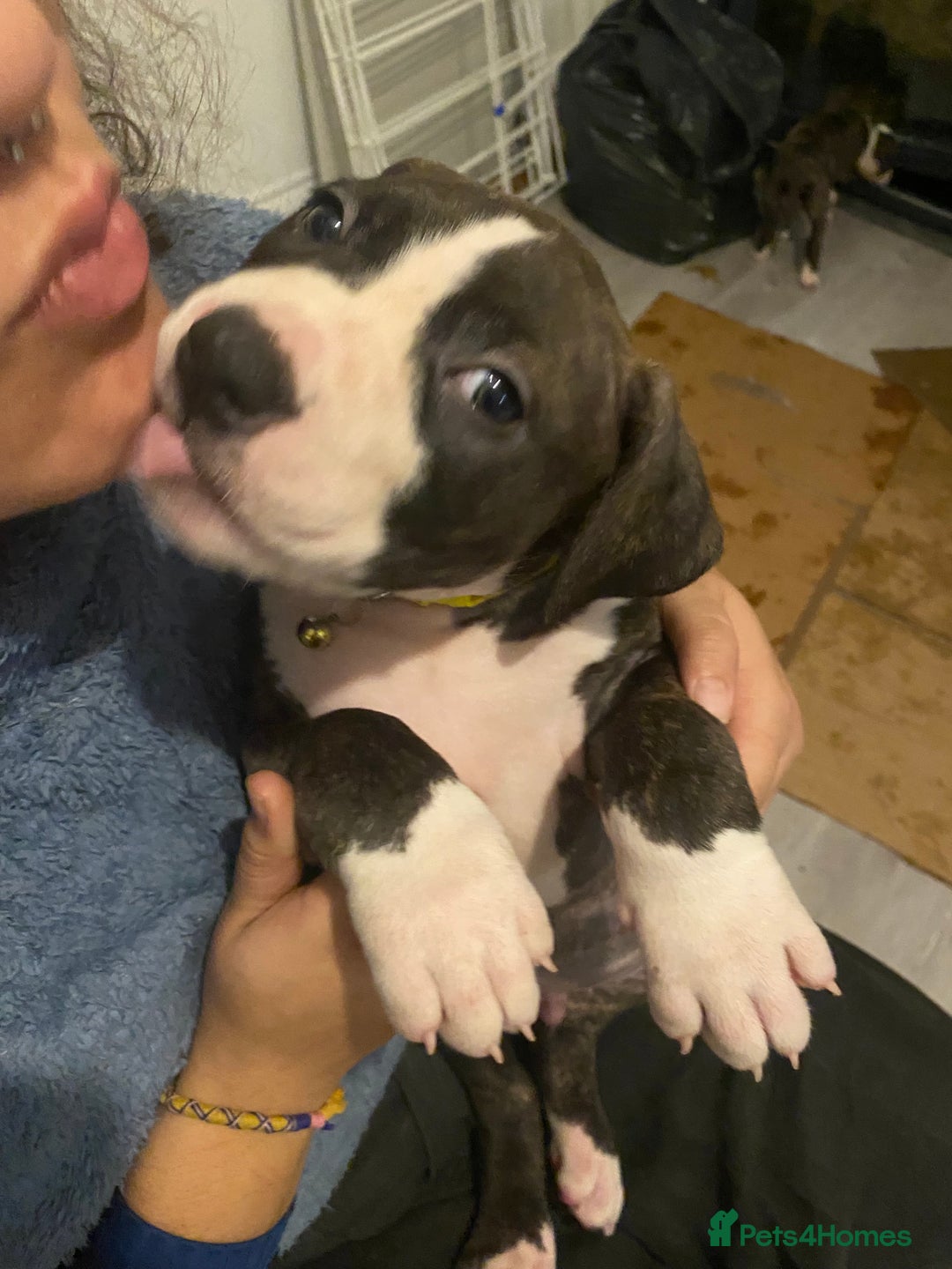 Mixed Breed dogs for sale: Scott American Bulldog Cross  - Advert 2