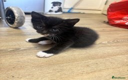 Mixed Breed cats for sale: Adorable Male Kittens Ready to Reserve - Image 5