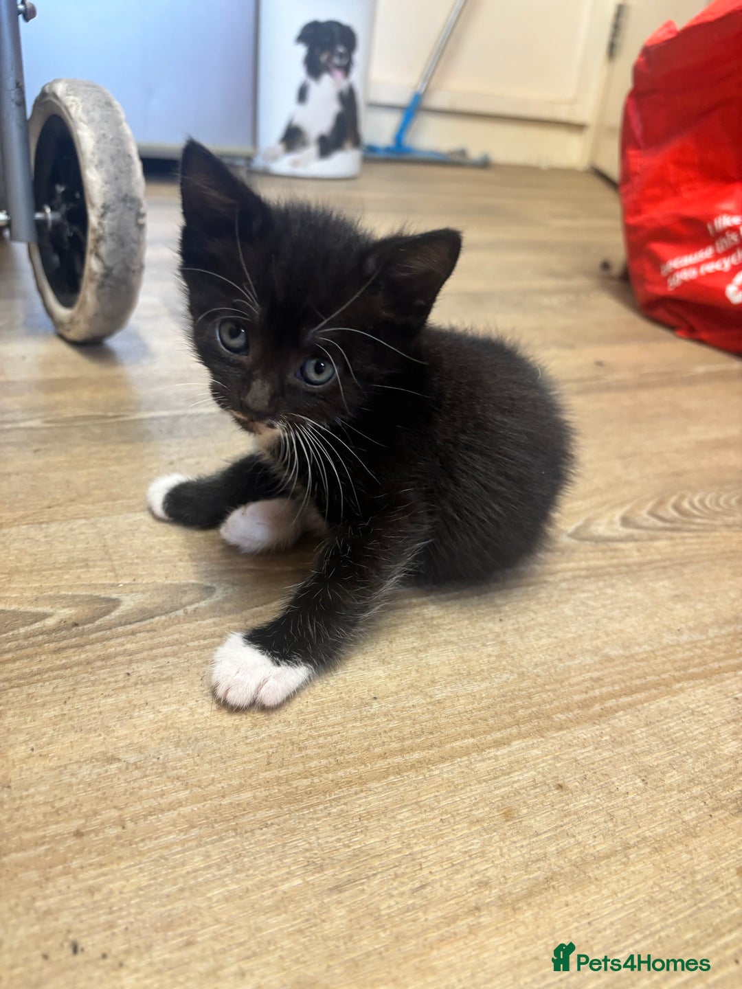 Mixed Breed cats for sale: Adorable Male Kittens Ready to Reserve - Image 5