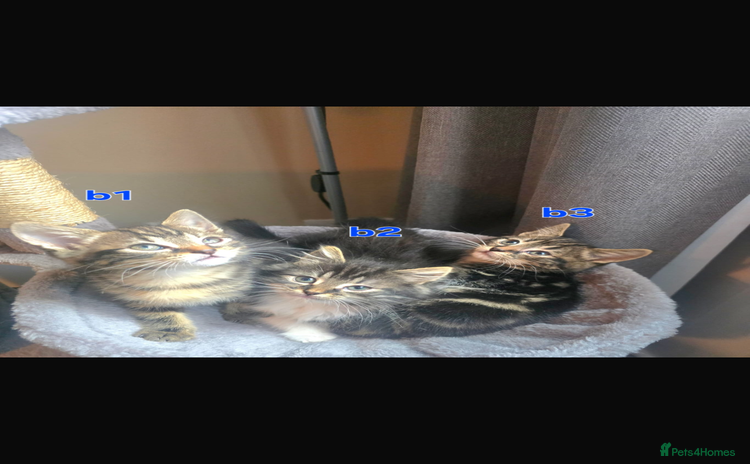 Maine Coon cats - Advert 1