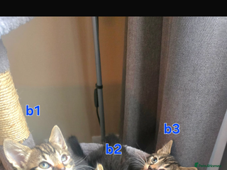 Maine Coon cats - Advert 27