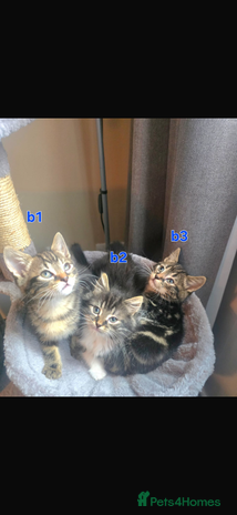 Maine Coon cats - Advert 1