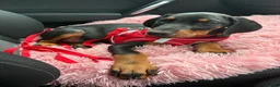 Dobermann dogs for sale: Ready now Kc Health tested Black & Tan girls  - Advert 3