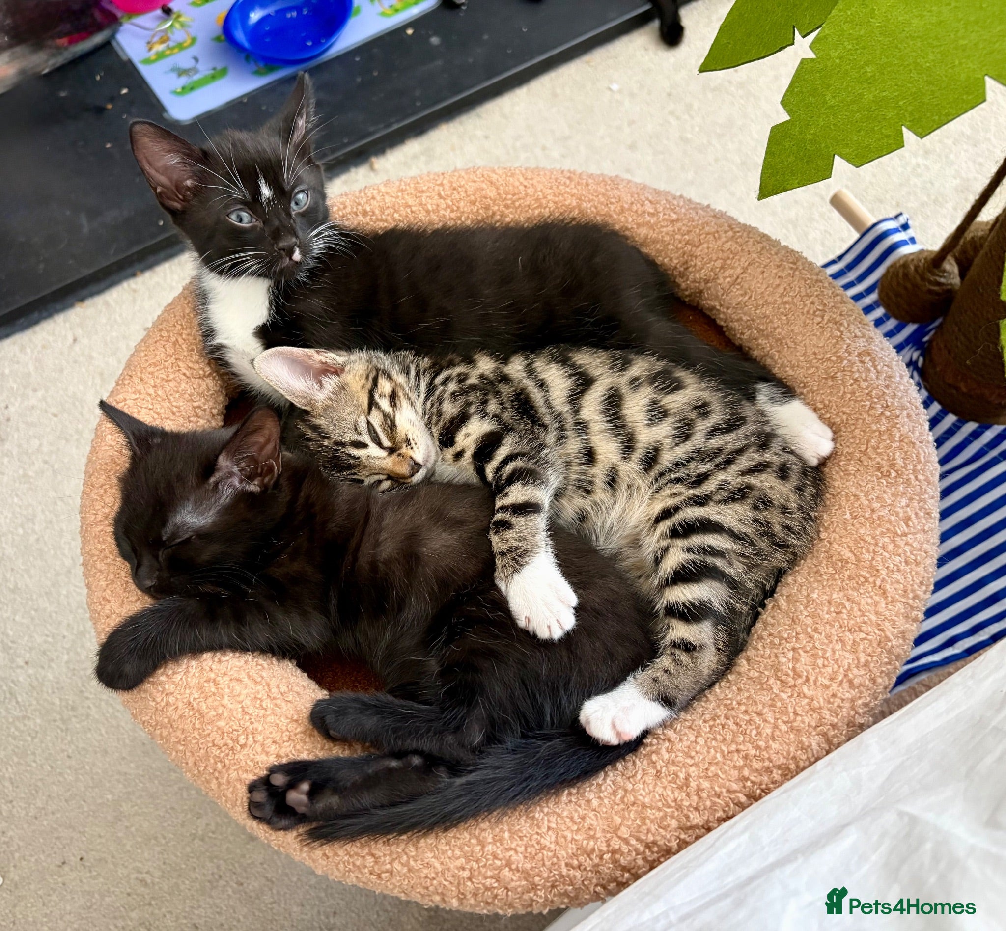Mixed Breed cats Half Savannah kittens  - Advert 3