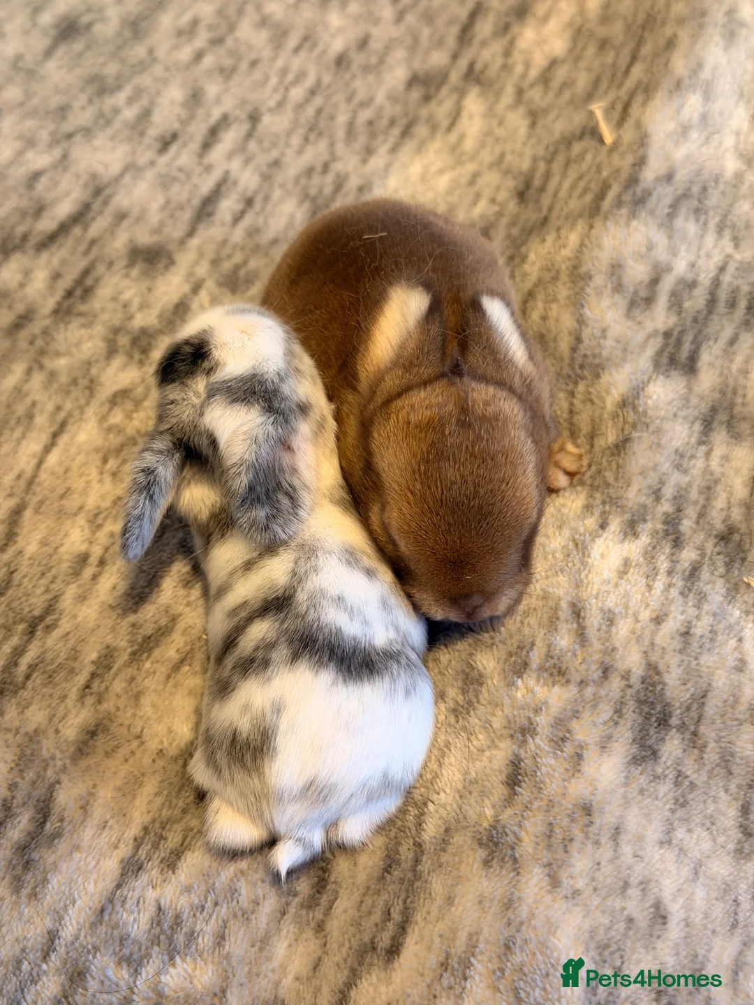 Mini Lop rabbits for sale: Mini lop bunnies  - Advert 4