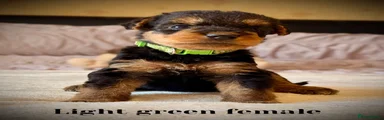 Airedale Terrier 4