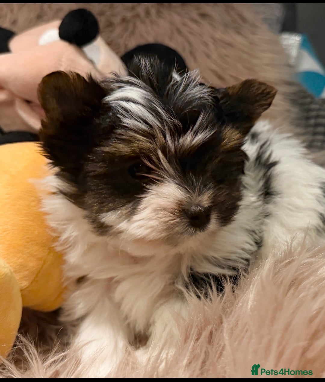 Biewer Terrier dogs for sale: Beautiful boys Biewer ready now  - Advert 10
