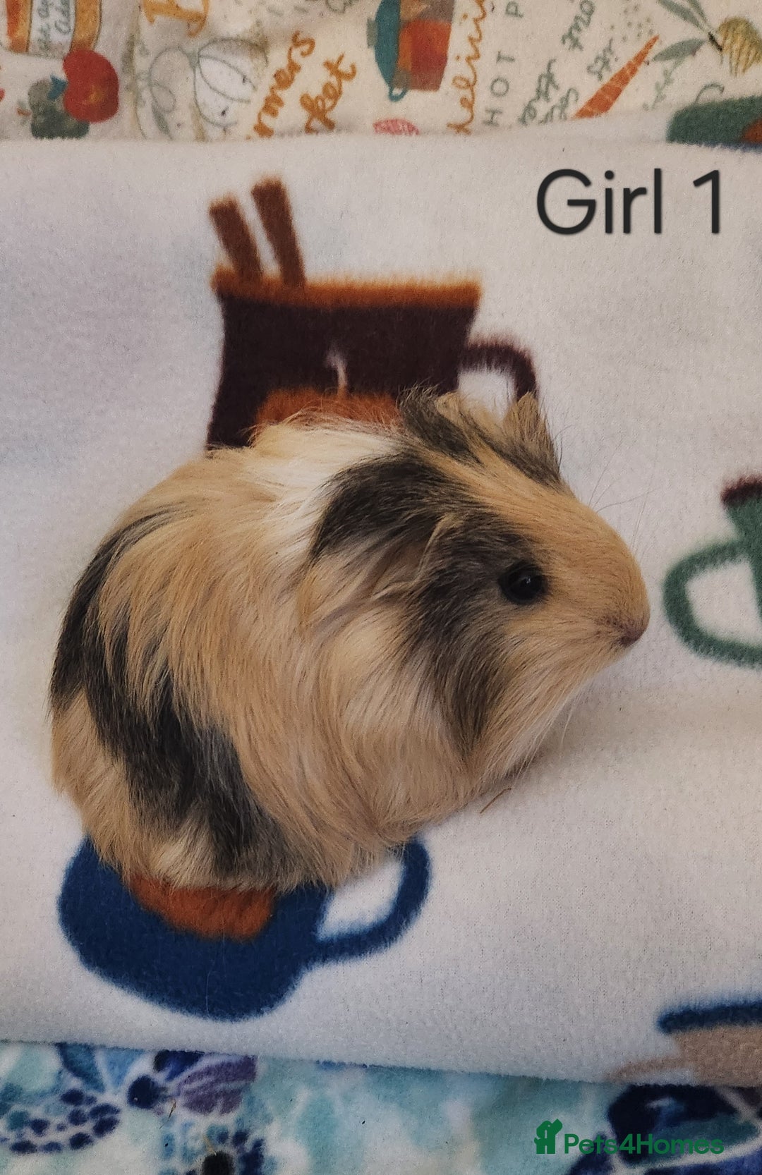 Guinea Pig rodents for sale: Cute Guinea Pigs - Advert 1