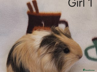 Guinea Pig rodents Cute Guinea Pigs - Advert 2