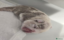 English Bulldog dogs for sale: Beautiful lilac merle female - Image 5