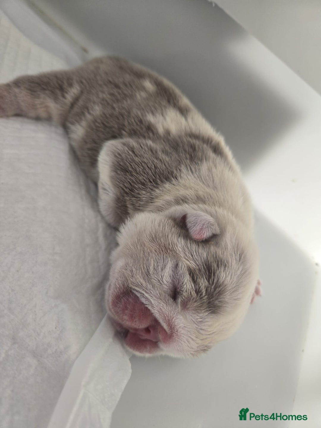 English Bulldog dogs for sale: Beautiful lilac merle female - Image 5