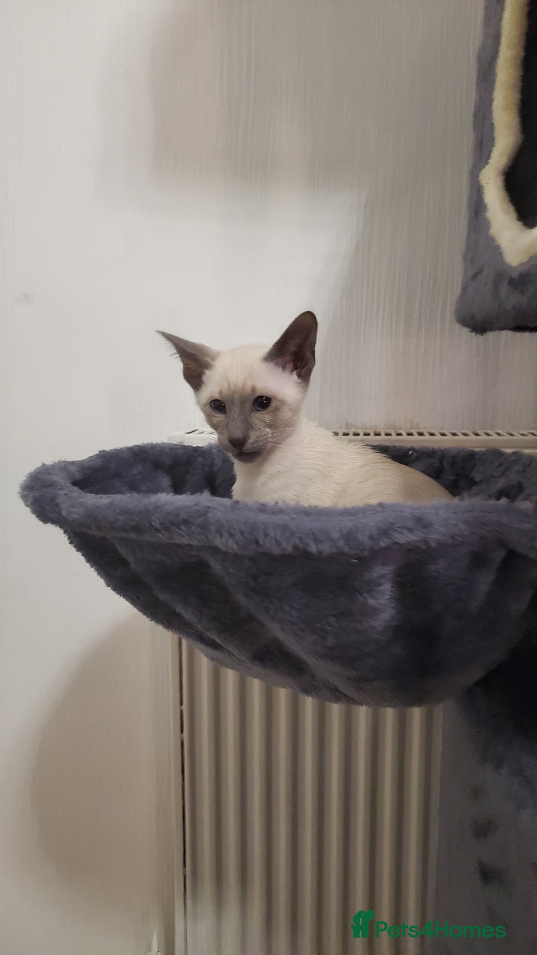 Siamese cats for sale: stunning Siamese Kittens  - Advert 4