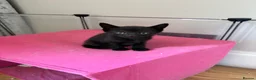 Mixed Breed cats for sale: *ready to leave* Beautiful part ragdoll kittens  - Advert 20
