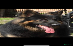 German Shepherd dogs for sale: Stunning Pedigree German Shepherd Puppies - Image 24