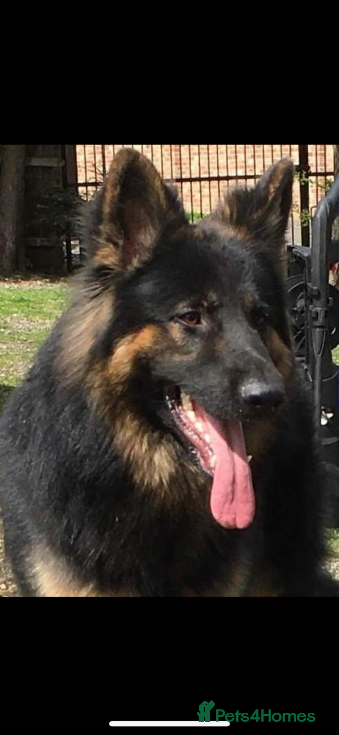 German Shepherd dogs for sale: Stunning Pedigree German Shepherd Puppies - Image 24