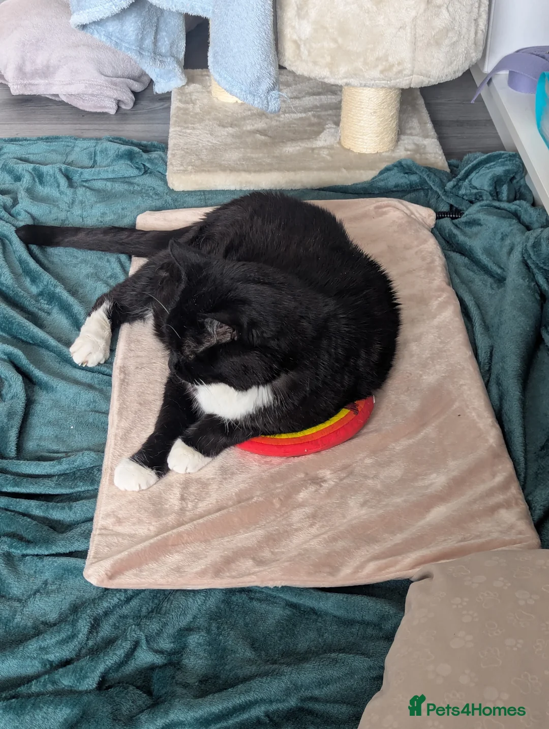 Mixed Breed cats for adoption: Gentle Couch Potato with a Little Playful Spark - Advert 2