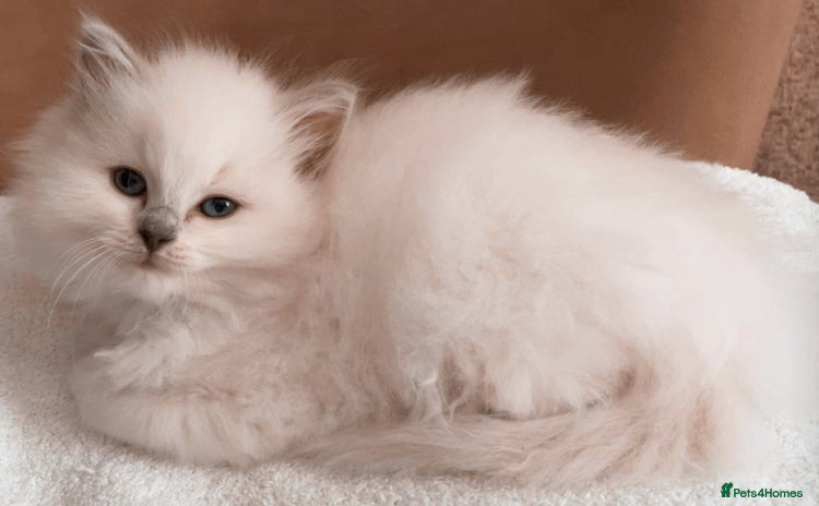 Ragdoll cats - Advert 3