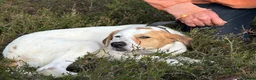 Mixed Breed dogs for adoption: Evie - Milton Keynes  in Milton Keynes - Advert 4