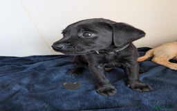 Labrador Retriever dogs for sale: Black/red Labrador pups - Image 5