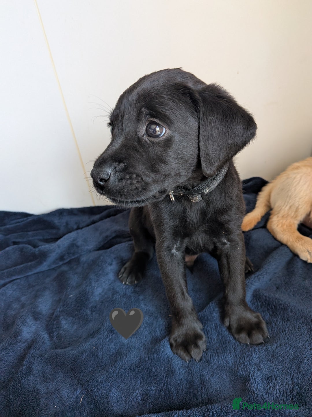 Labrador Retriever dogs for sale: Black/red Labrador pups - Image 5
