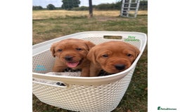 Labrador Retriever dogs for sale: Fox red Labrador puppies for sale - Image 7