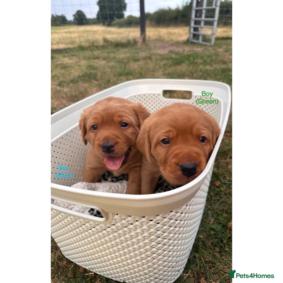 Labrador Retriever dogs for sale: Fox red Labrador puppies for sale - Image 7