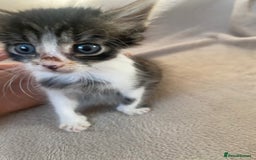 British Shorthair cats for sale: Lovely kittens            - Image 16