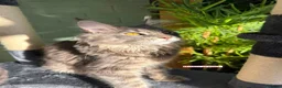 Maine Coon cats for sale: Stunning LARGE Maine Coon Kittens – GCCF - Advert 4