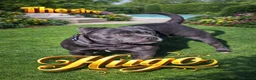 Staffordshire Bull Terrier dogs for sale: Pregnancy confirmation for kc blue staffys - Advert 4