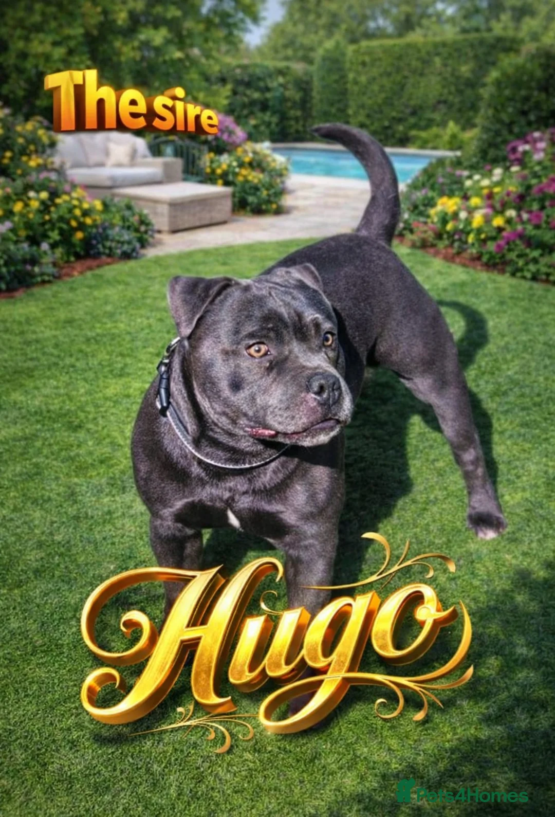 Staffordshire Bull Terrier dogs for sale: Pregnancy confirmation for kc blue staffys - Advert 4
