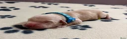 Golden Retriever dogs for sale: GOLDEN RETRIEVER PUPPIES  - Advert 7