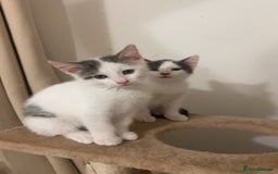 Mixed Breed cats for sale: White and grey kittens - Image 1