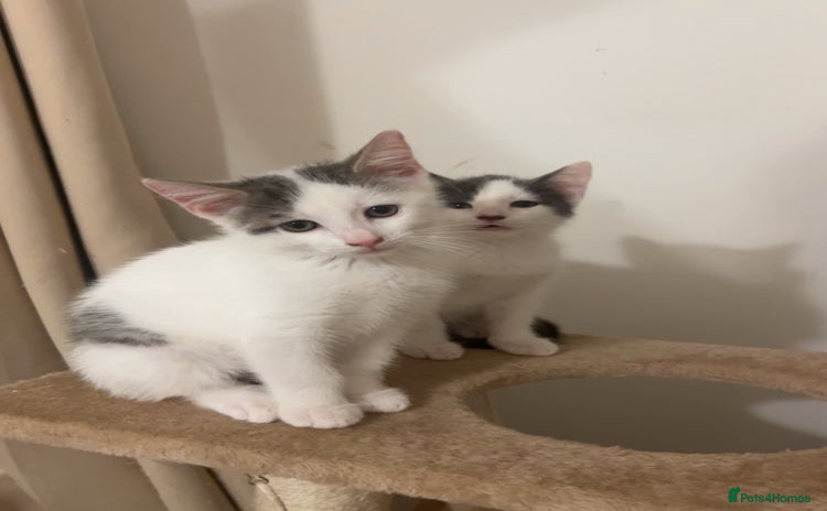Mixed Breed cats - Advert 16