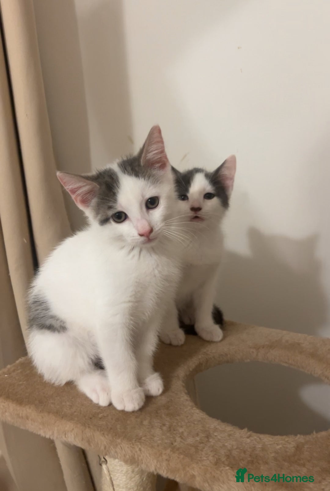 Mixed Breed cats for sale: White and grey kittens - Image 1