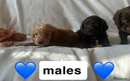 Cockapoo dogs for sale: beautiful toy cockapoo - Image 2