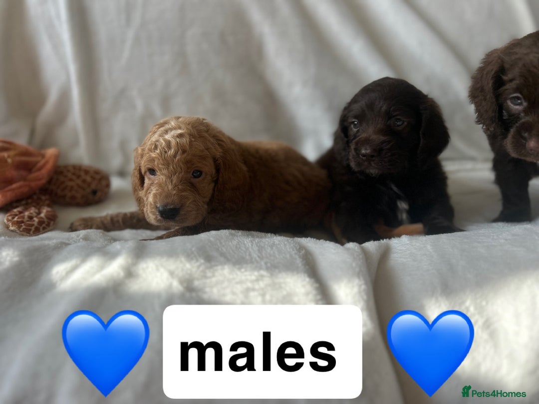 Cockapoo dogs for sale: beautiful toy cockapoo - Image 2