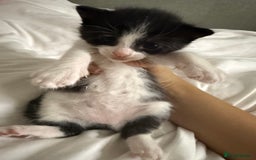 Mixed Breed cats for sale: UPDATED PHOTOS *4 beautiful kittens for sale  - Image 6