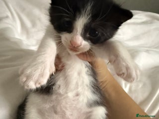 Mixed Breed cats - Advert 30